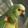 Papago's avatar